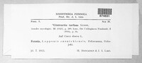Anthracoidea turfosa image